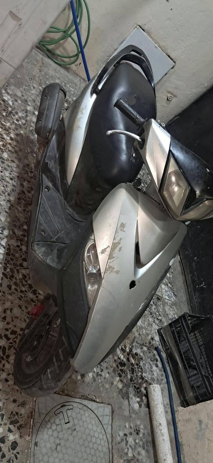 سكنس ثعلب • سلف • كامل