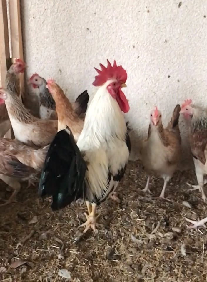 طبقة بيض • دندراوي سيافي • صلاح الدين بلد
