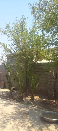 بيت للبيع • الرفاعي ذي قار • ٢٠٠م