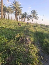 كاع ١١ دونم طابو زراعي ٢٥ في قضا العزيزيه عل شارع عام  وجهه ٣٣ متر الا...