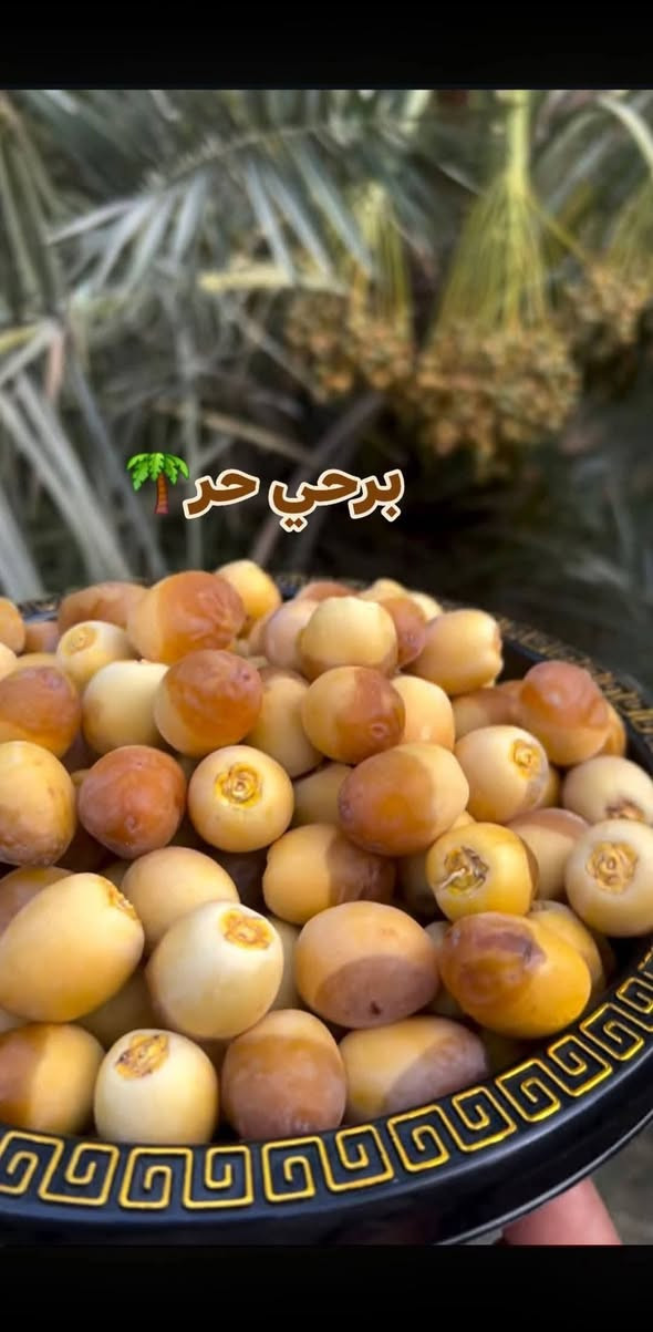 متوفر فسائل مجهول سعر الفسيله 125متوفر فسائل جبجاب كربلاء السعر 180متوفر بريم سعره الوحده35  ومتوفر فسائل ام البلاليز سعر الوحده 75 ومتوفر بلكه سعر الوحده 50الف مكاني كربلاء  يوجد توصيل لجميع المحافظات***********
