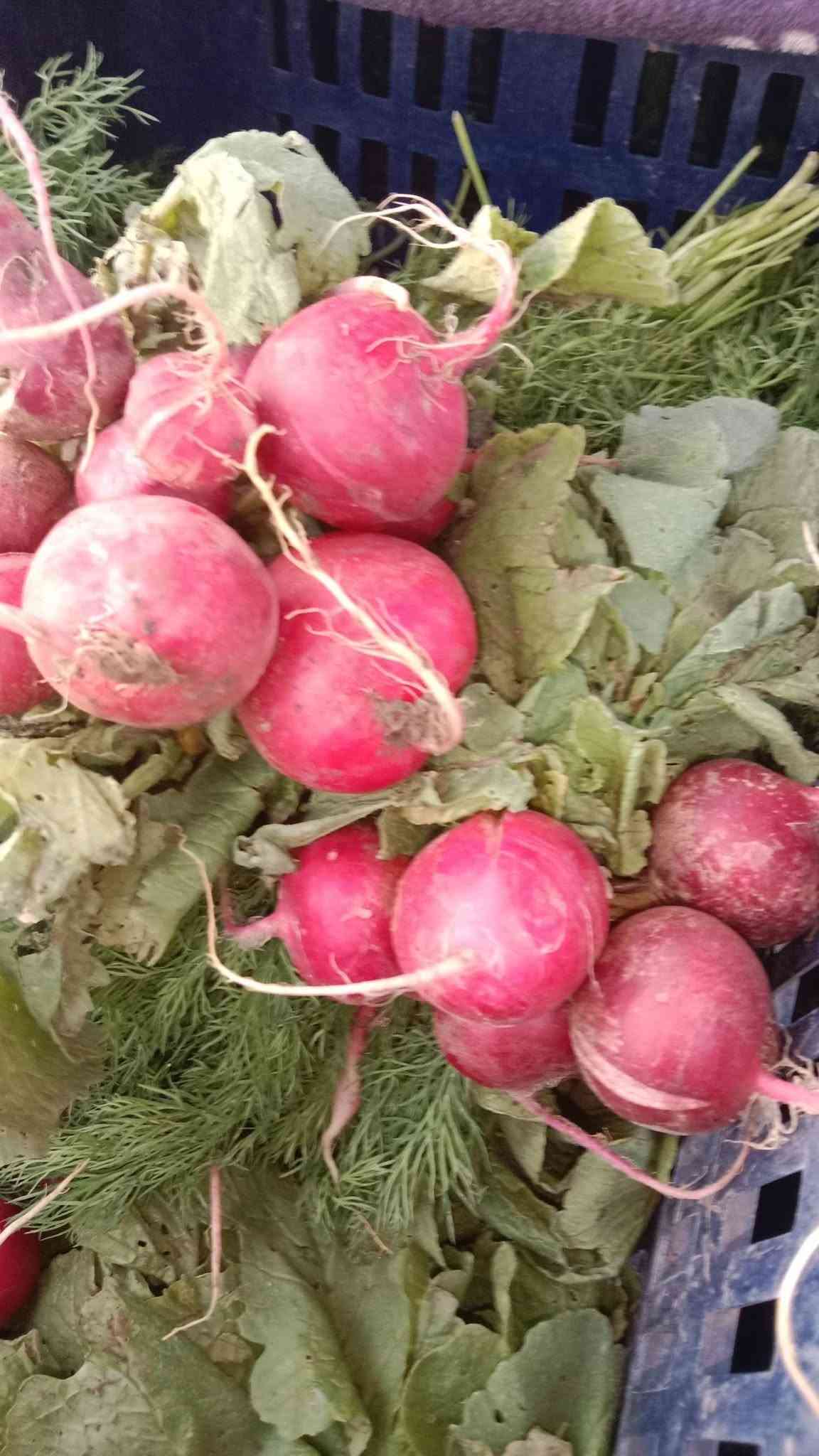 سبيناغ بغداد • فجل أحمر • توصيل