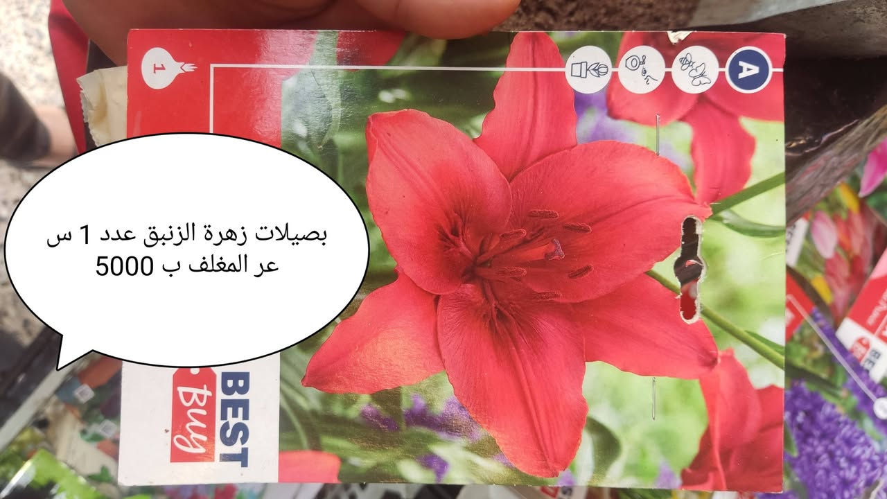 مغلفات زهور • بصيلات نرجس • موصل البلديات
