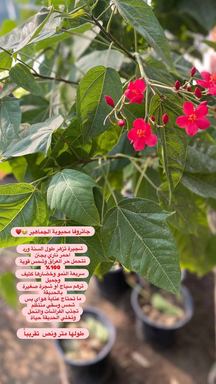جاتروفا • ورد جعفري • سريعة النمو