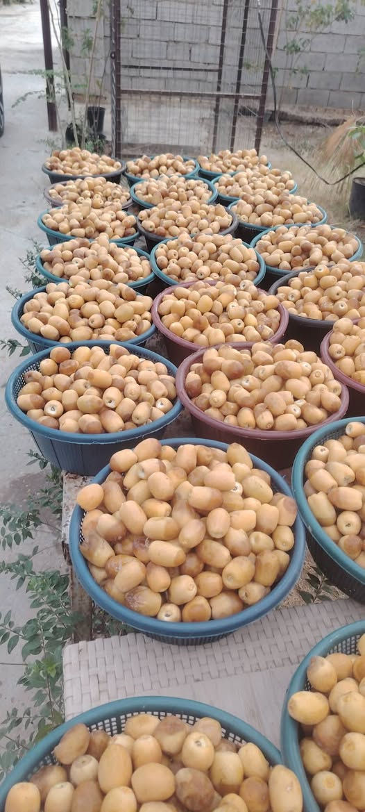 تمر برحي • درجة أولى • نص ونص