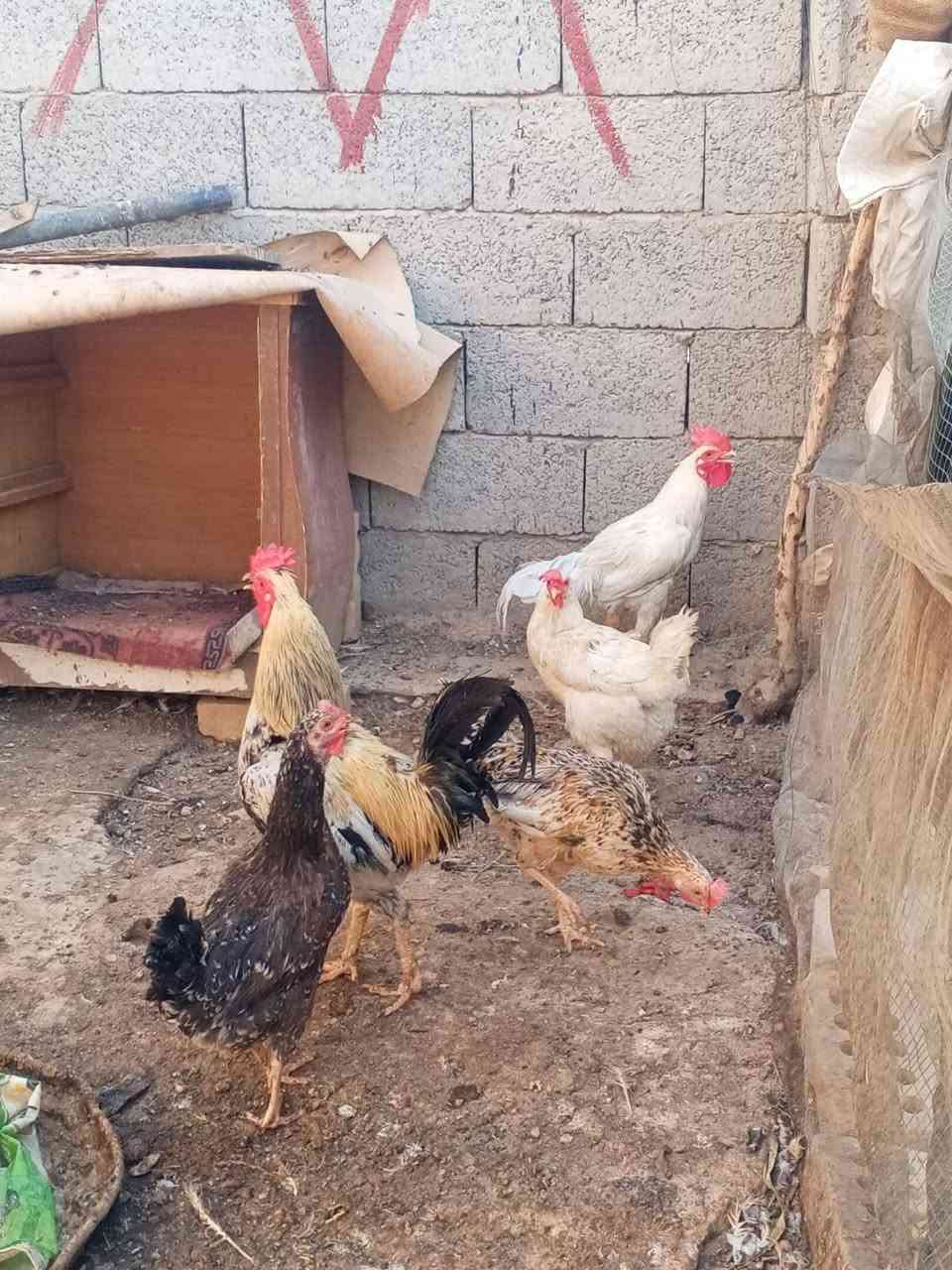 دجاجات عرب للبيع الزوج ب 25
ثلاثه بيهن بياضات الاستفسار واتساب
 ***********
