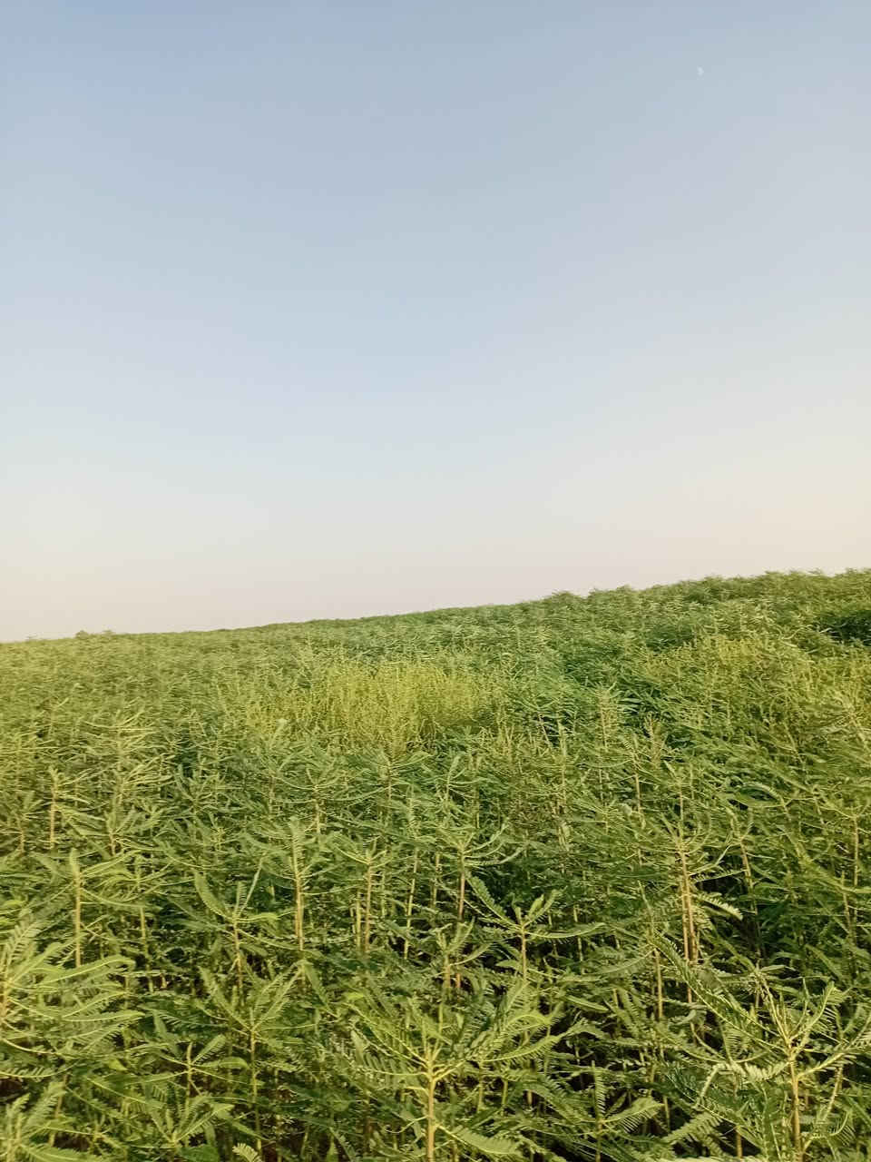 اسلام عليكم سيسبان للبيع 70دونم قضاء الرفاعي اسعيدان منطقة ال رويحان ***********
