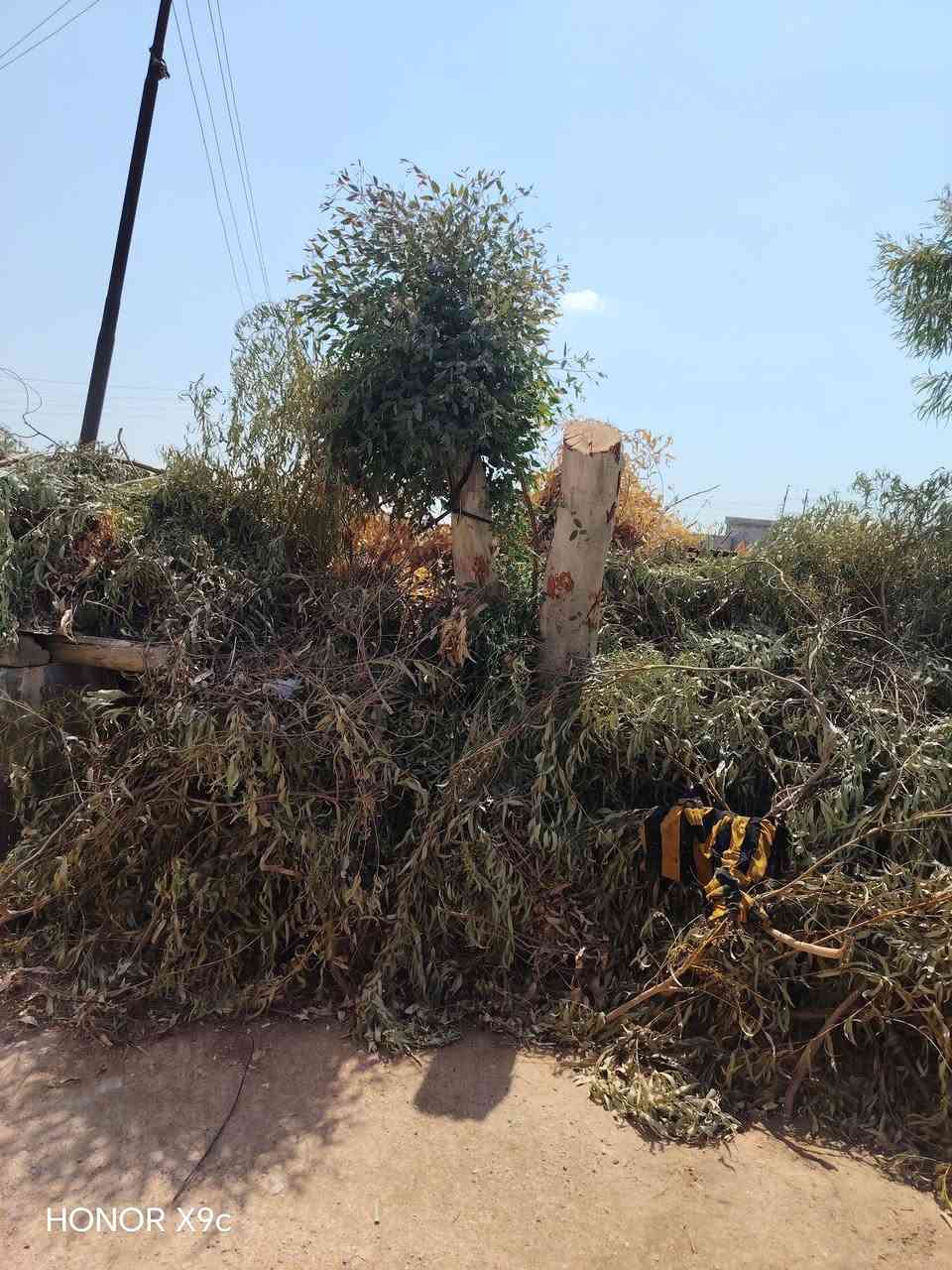 السلام عليكم
يوجد خشب مال قلم طوز وكذلك مال رمان بعض  كذلك يوجد سجرات كبار بعدهن ما محيوشات  تجي تحوشهن من العرج كما موضح للبيع الشراي يتصل *********** المكان ناحيه العباسي قرية العيون
