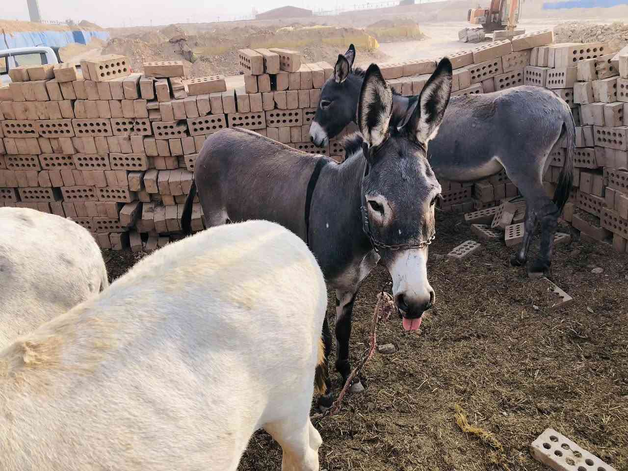 طرش • عدد ٤ • للبيع