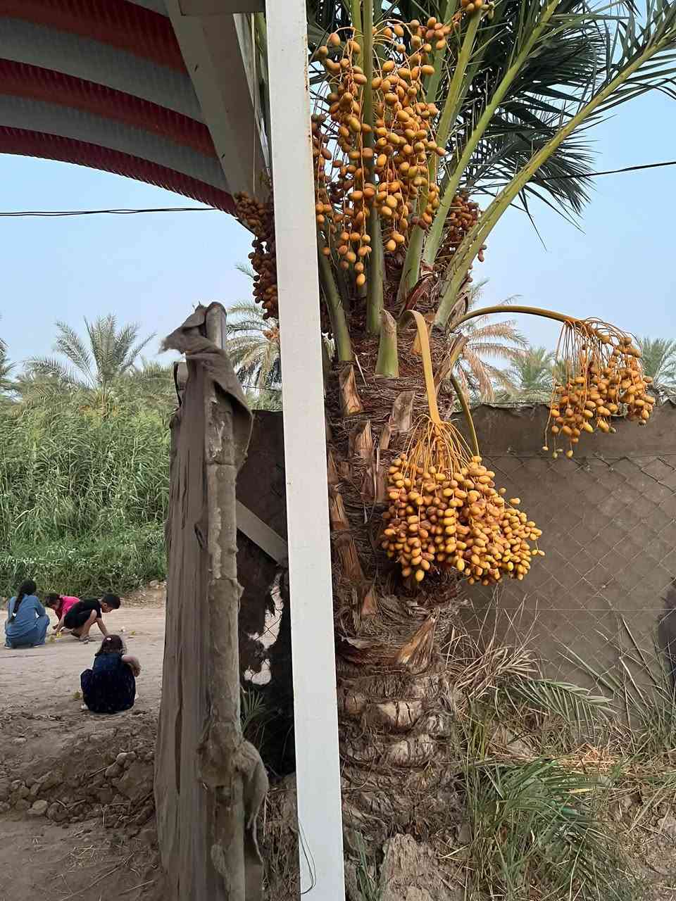 السلام عليكم***********
بغداد الراشدية 

للبيع دونم ركن واجه 32 م عل شارع 12 م
طابو زراعي سند 25 بااسمي تحويل مباشر
***********
