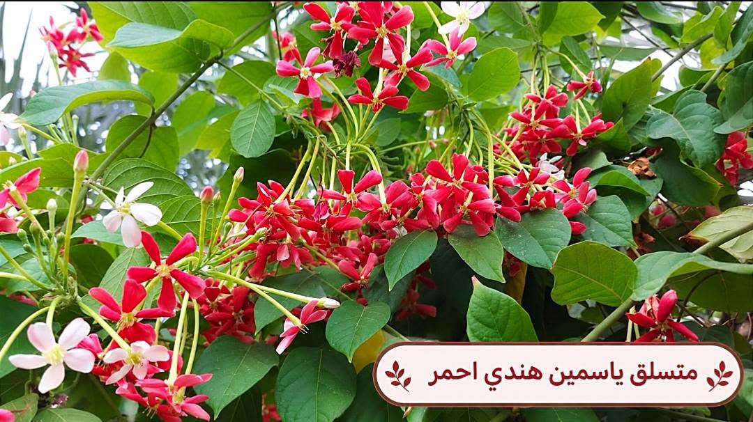 السلام عليكم متابعينا🤍.
🌿🌸 خلّوا الجمال يبدأ من حديقتكم 🌸🌿
إذا تحبون تضيفون لمسة مميزة لبيتكم أو حديقتكم، وفرنا لكم تشكيلة جميلة ومتنوعة من أشجار وشتلات الزينة 🌳🌱
أصناف مختلفة، ألوان جميلة، وأزهار تضيف للمكان حيوية وأناقة وتخليه أكثر جمالاً وتميزاً 💚
🌱 شتلات قوية وسليمة
🌸 تشكيلة متنوعة من أشجار الزينة
🌿 مناسبة للحدائق والبيوت والمساحات الخارجية
✨ اختيارات تناسب مختلف الأذواق
اختاروا النباتات اللي تحبوها، وخلّوا مساحتكم الخضراء أجمل يوم بعد يوم 💜
📍متوفر توصيل لجميع محافظات العراق🚗🚗
📍 للحجز والاستفسار مراسله الصفحه او مراسلتنا على واتساب من خلال الرقم: ***********

نص مكتوب في الصور:
- متسلق ياسمين ازرق
- متسلق ياسمين هندى احمر
- شجرة انتكوميا برتقالي محمر
- نبات المطاط
- شجرة بونسيانا حمراء
- شجرة اكاسيا حمراء
- ورد القهوة احمر حجم كبير حجم صغير
- وردة القهوة بنفسجي
- جاتروفا