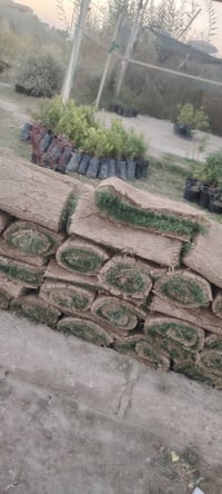 شتل ورد • الحسينيه • زيتون