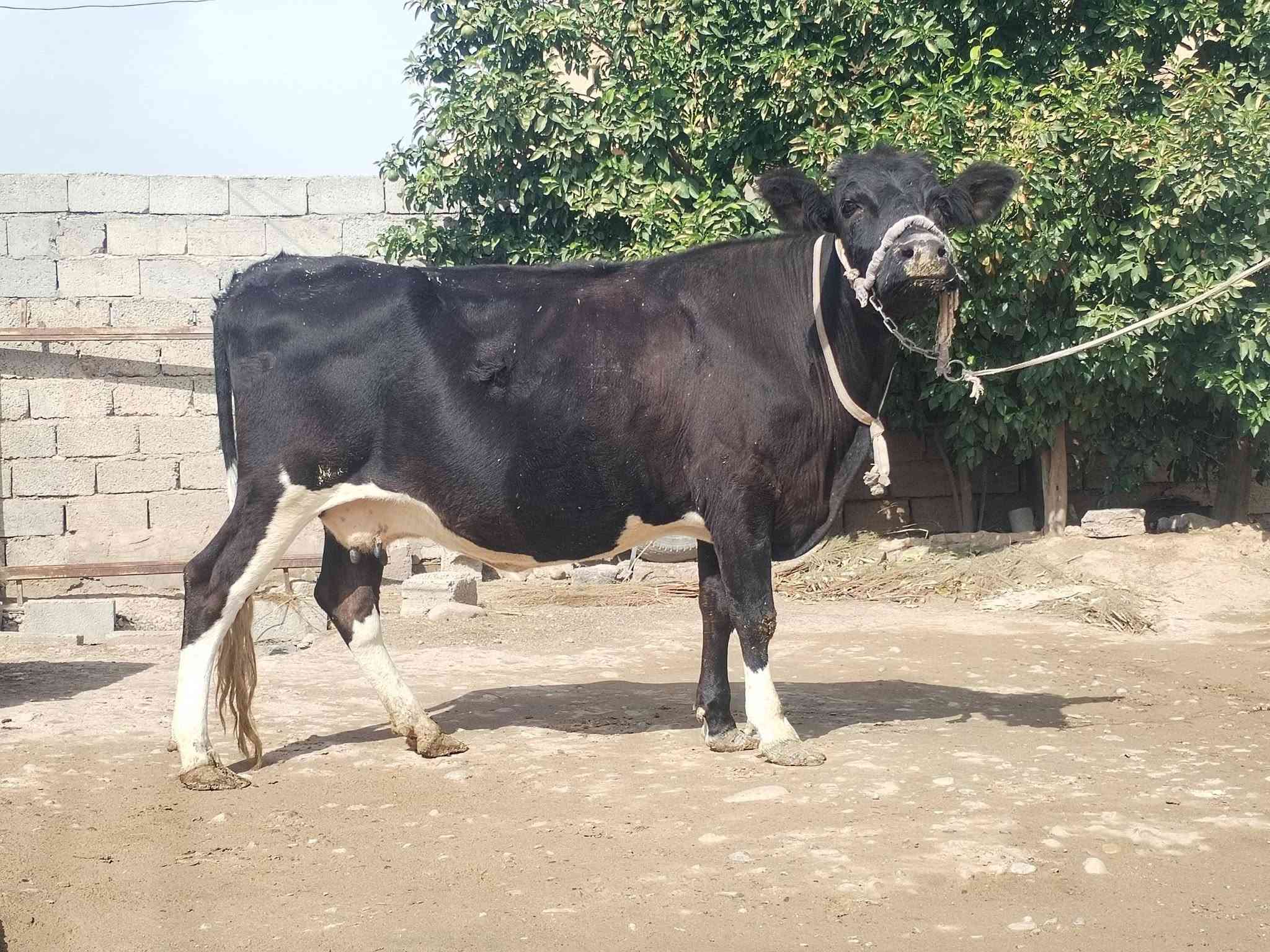 بقرة • حليب • ناحية الزاب
