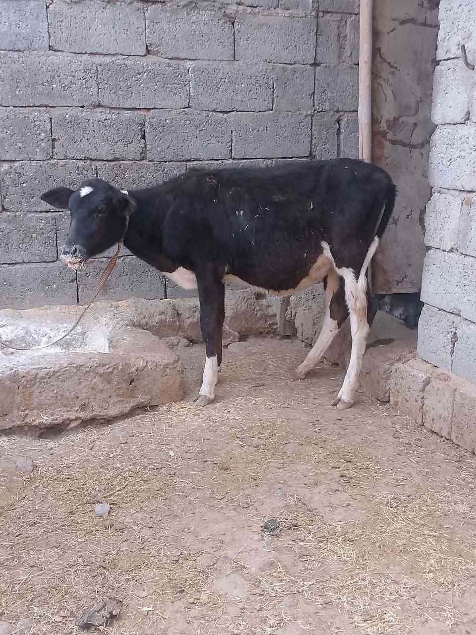 جنس اصليه • قابل تفاوض • شرط النصاحه
