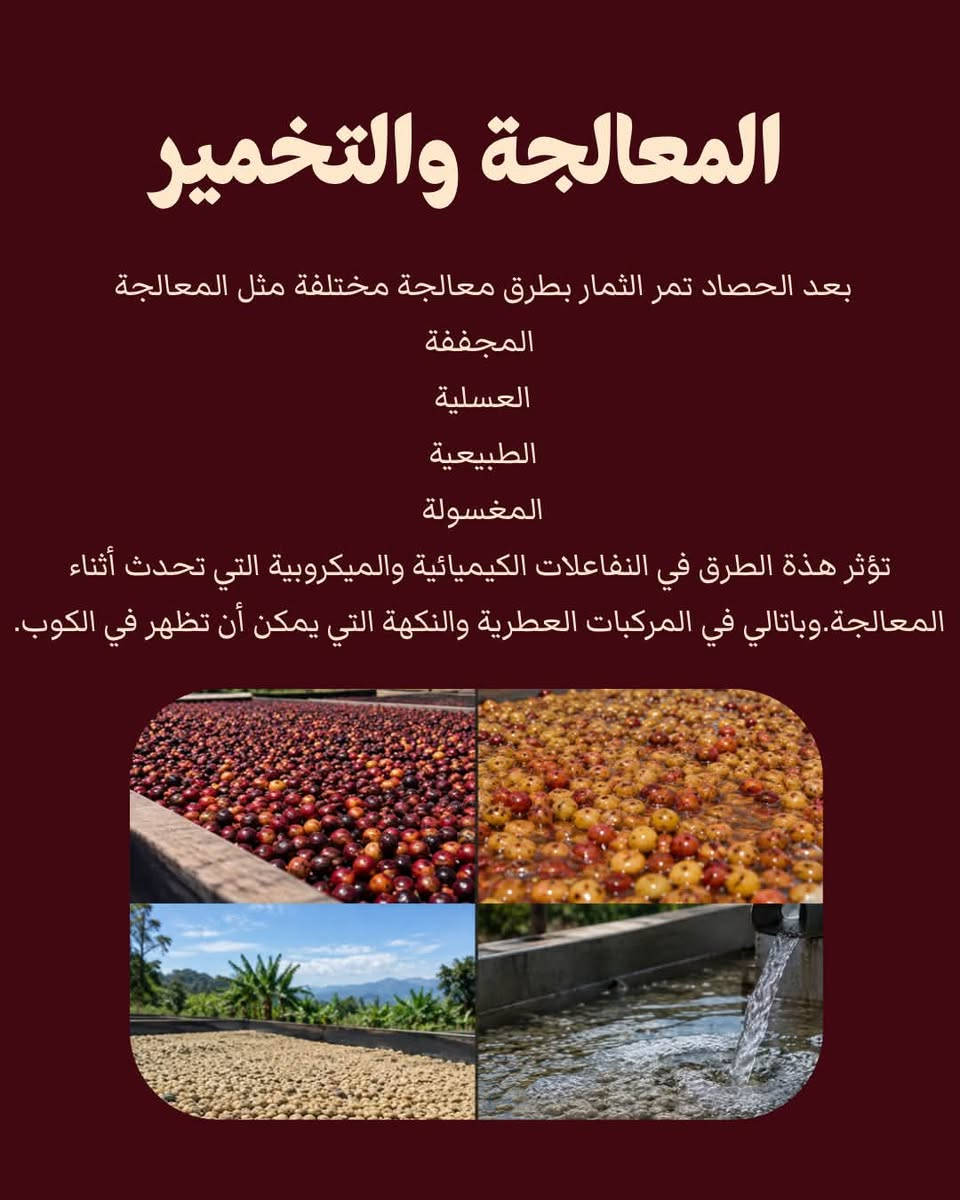 قهوة فاكهية • معالجة • التحميص