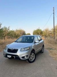 سنتاڤي • ٢٠١٠ • وارد امريكي