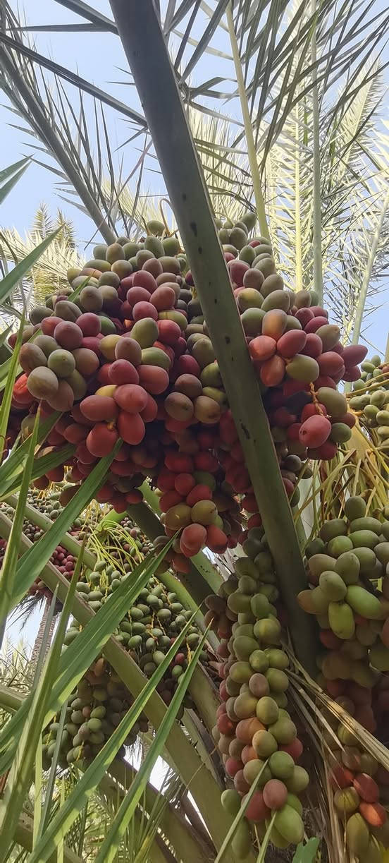 متـــــوفــــر
فسائل بربن
احجام دبة غار واكبر
سعر الفسيل ب 30 الف
***********
