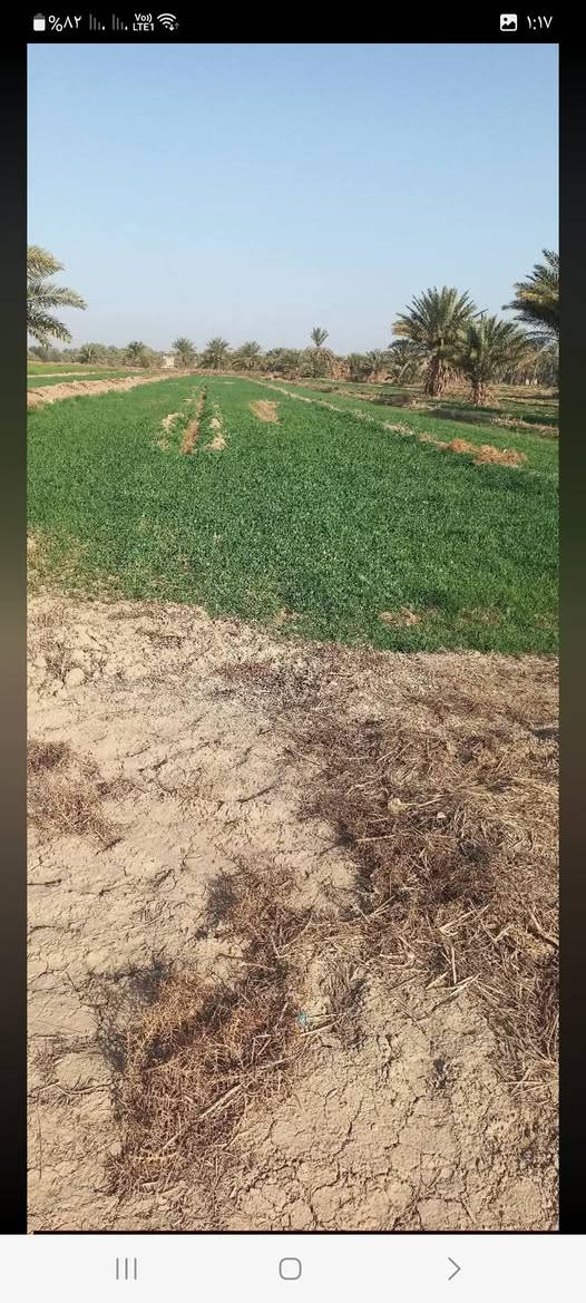 طابو زراعي • خلف الساده البعاج • ماء كهرباء