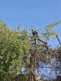 قطع الأشجار الكبيرة 🌳 ✅ قص وقلع الأشجار التالفة والخطرة. ✅ إزالة الأشج...