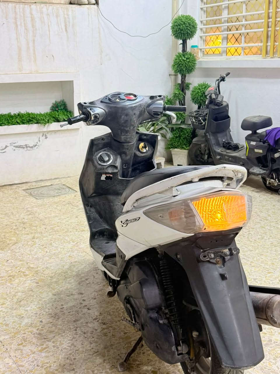 سكنس فحل • ياباني • كهربائي