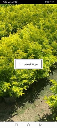 مشتل الرضوانية • بغداد اليوسفية • بيع جملة