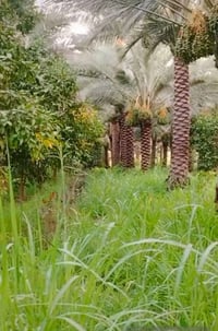 بستان • ٤ دونم • كربلاء السياحي