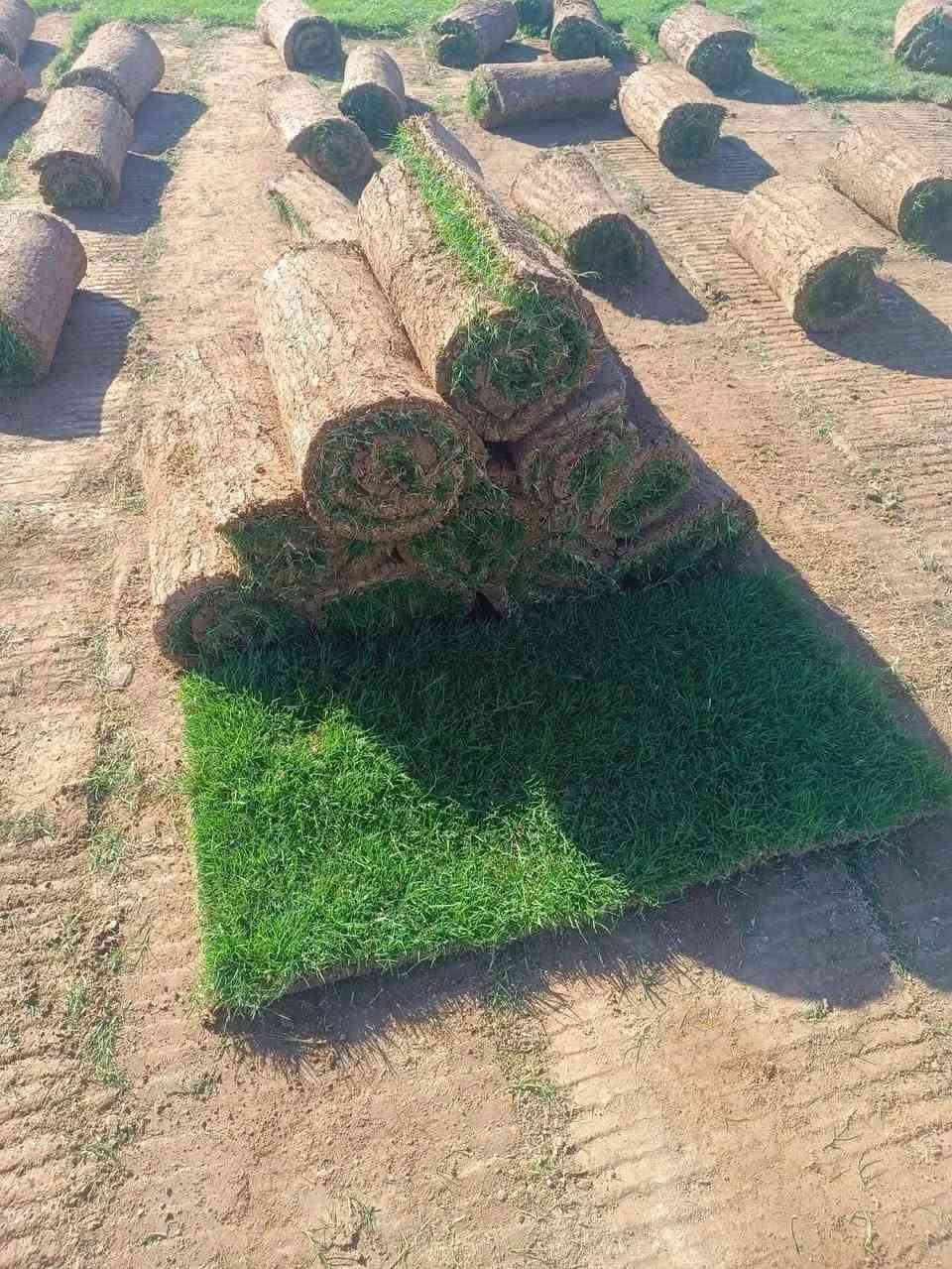 زبائننا  الكرام🌷🌷🌷
يوجد لدينا كافة انواع الثيل وبنوعية ممتازة ودرجه اولى
ثيل هندي 
الهندي دائم الخضره ✅
ذو لون جذاب ومنظر  خلاب ✅
وبأسعار تنافسية 

 

وكذلك لدينا كادر مختص في زراعة  الثيل بطريقة صحيحة وناجحه التواصل معا الصفحة الرئسية او التصال على الرقم ***********
مستعدين لتجهيز الحدائق العامة والمنتزهات والملاعب
