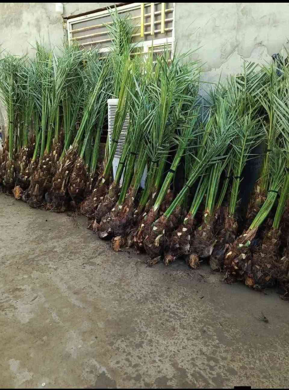 نخيل زهدي • نخيل خستاوي • حجم دبة غاز