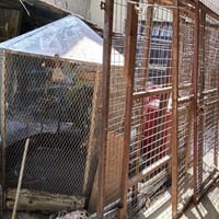 قفصين حديد • قفص خشب • بغداد شارع فلسطين