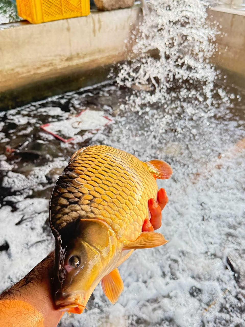 🐟 علوة أسماك القاسم
سمك شوي وقلي متوفر عدنا
الكيلو ٤ آلاف دينار

📍 مقابل كوفي أجواء، مجاور مجمع النيزك
🛵 يوجد لدينا توصيل داخل القاسم فقط
🔥 يوجد لدينا شوي

بإدارة حسين العكيلي

‭***********‬
