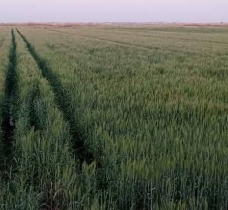 تالسلام عليكم ارض زراعه طابو سند 25 الارض بأسمي مساحه 10 دوانم تربه جيده جدا تبعد عن التبليط 300 متر وعن مركز المدينه 5 دقايق المكان الصويره بدعه حمد مع كافه الخدمات اساله كهرباء مدارس وجه الارض 120 متر حصه مائيه تباع حسب الطلب سعر الدونم 15 مليون وبيها مجال ***********

