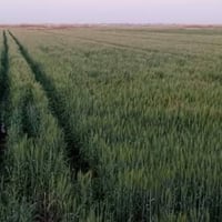 الصويره بدعه حمد • ١٠ دونم • طابو سند ٢٥