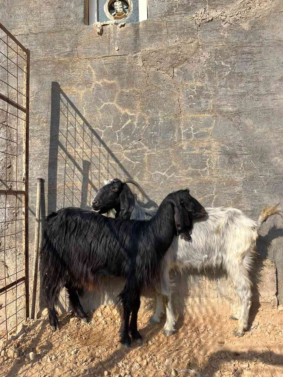 زوج معز • فتايات محنيات • حي العسكري