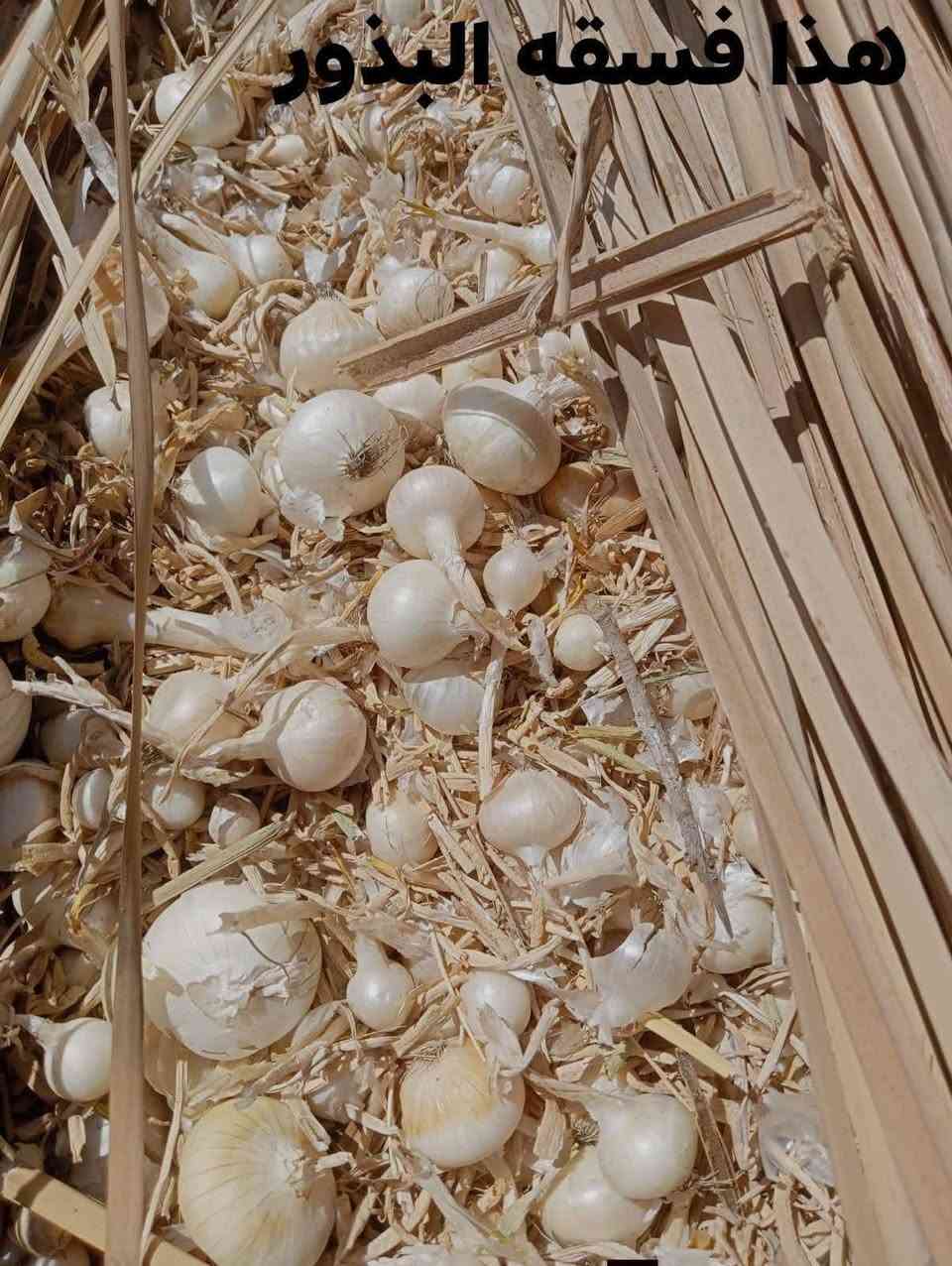 بذور بصل للبيع درجه اولاالسعر 40للستفسار اتصل ***********
