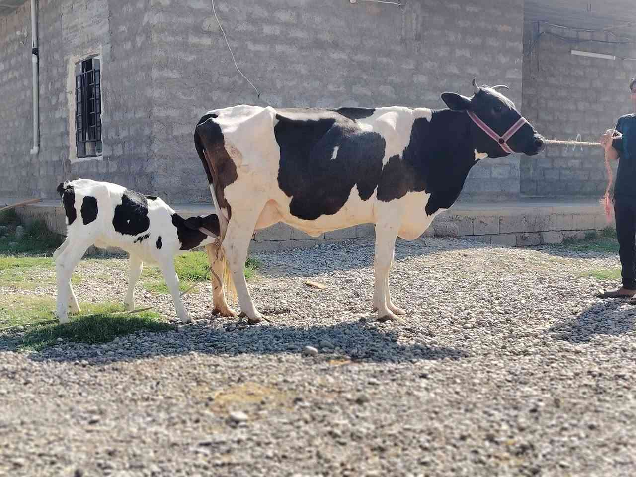 بقرة زراعيه • ولاد جديد • مكفله