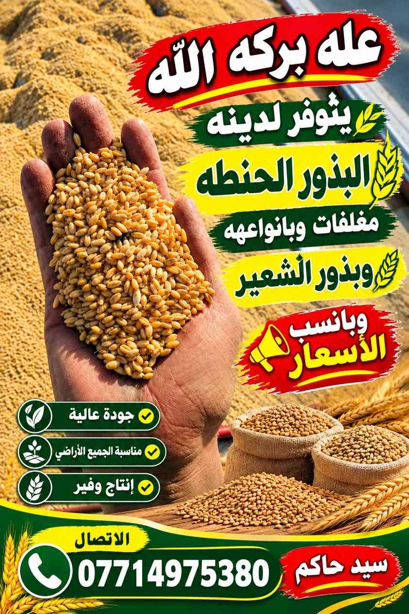 عله بركه الله يتوفر لده بذور حنطه مغلفات باب اول والشعير والعلاف ول الشراي بي خيروي دلل دين ماكو فلوس نقد العنوان واسط كوت وبسعار تافسيا ودين ماكو ابد اتصل عله هاذه الرقم وبيك خير وتدلل ‏‪***********‬‏

نص مكتوب في الصور:
- على بركة الله
- يتوفر لدينا
- البذور الحنطه
- مغلفات وبانواعهه
- وبذور الشعير
- وبانسب
- الأسعار
- جودة عالية
- مناسبة الجميع الأراضي
- إنتاج وفير
- الاتصال
- ***********
- سيد حاكم