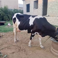 بقرة • هولشتاين • ملقحة شهر ونص