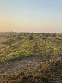 تبن ماش • خانقين علياوه