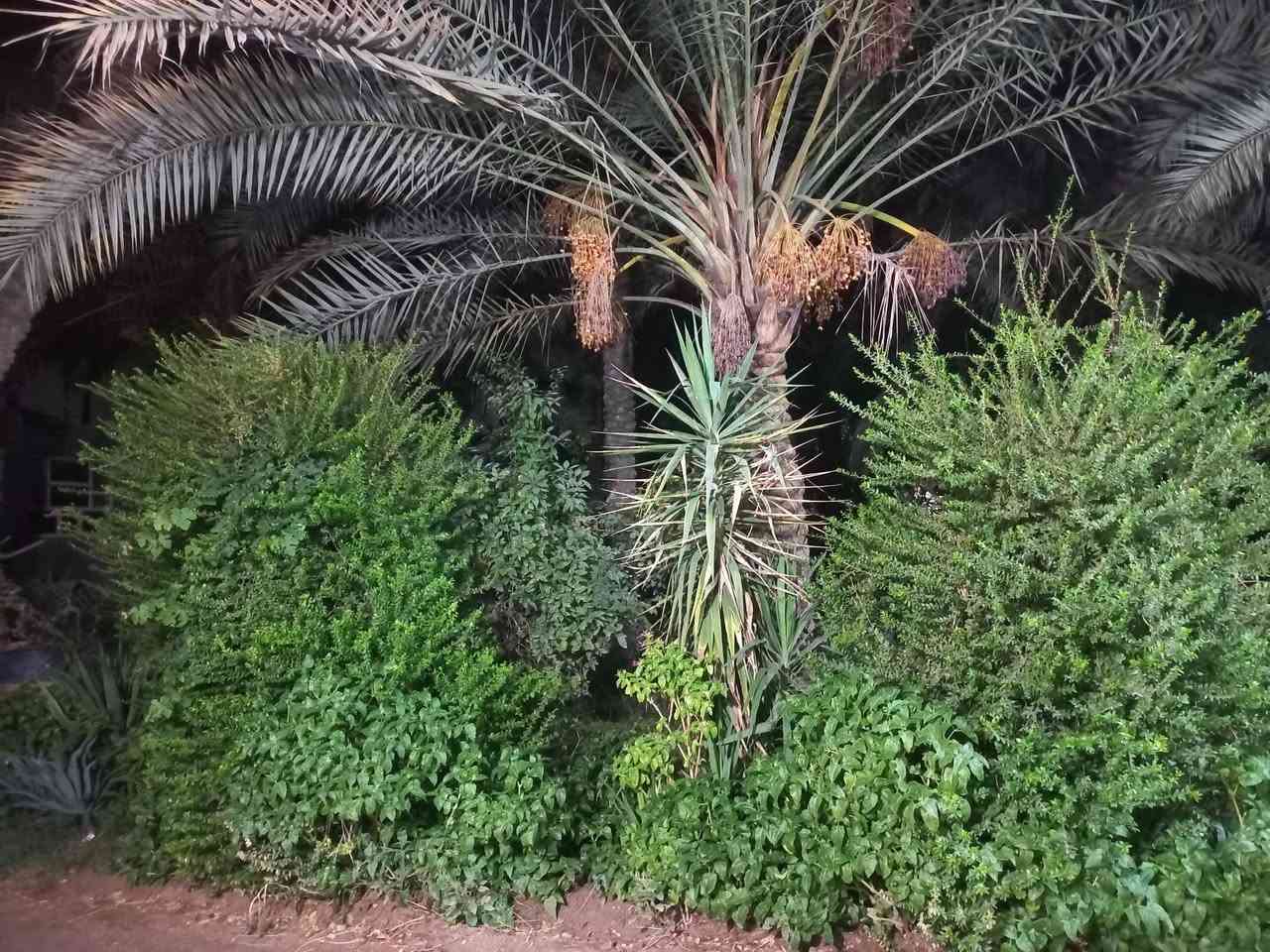 ٣٧٥٠م • طابو ملك صرف • بستان نخيل