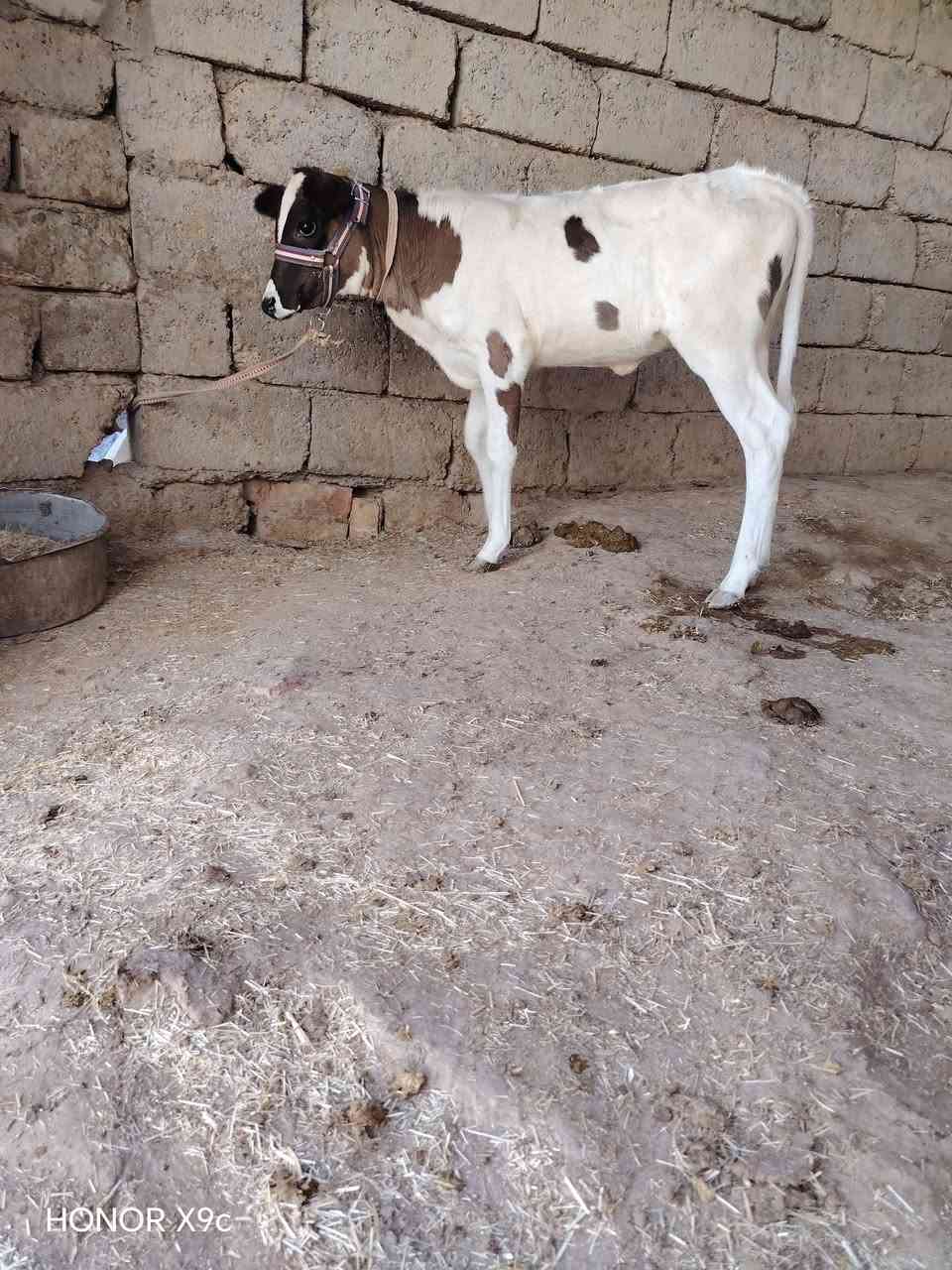 بجر اول بطن حليب ماشاء الله وراها حوليه جنس للبيع السعر مليونين و475) يرهم مراوس بحلال يوجد توصيل حسب التفاق المكان سديره سفلئ) ***********

نص مكتوب في الصور:
- HONOR X9c