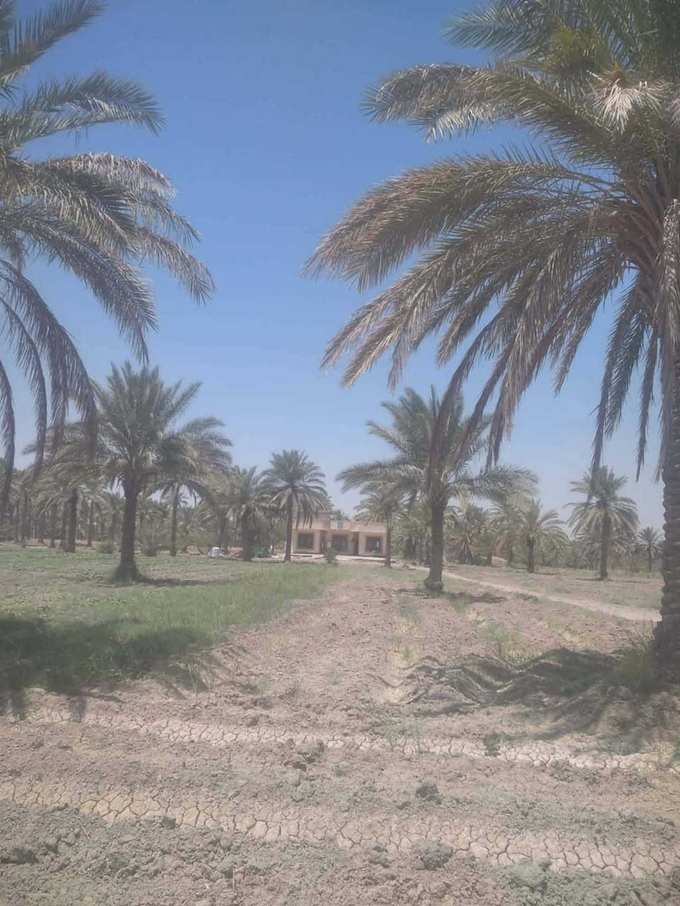 للبيع للبيع 9  دونم مع بيت مساحه 200 متر  تحتوي  على١٢٠ نخله  في بابل منطقة ابو كصيب قرب ملعب بابل الدولي  #السعر  #اوباقي #التفاصيل #على  #الخاص  #اوالاتصال 
  ***********  اتصال 
***********  واتساب
#الجميع_عام_ارض_زراعي_للبيع
#الجميع_عام_اراضي_زراعي_للبيع_حله_بابل_دوانم_للبيع_الج #مزارع #دوانم#بابل_حله #زراعي#@الجميع@المتابعين@الاصدقاء
@إشارة
