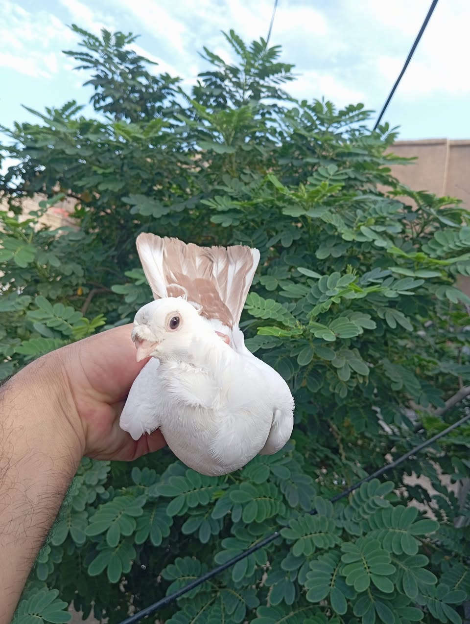 متاح زوج ذيل احمر كربلاء حي العامل ب25
***********
***********

