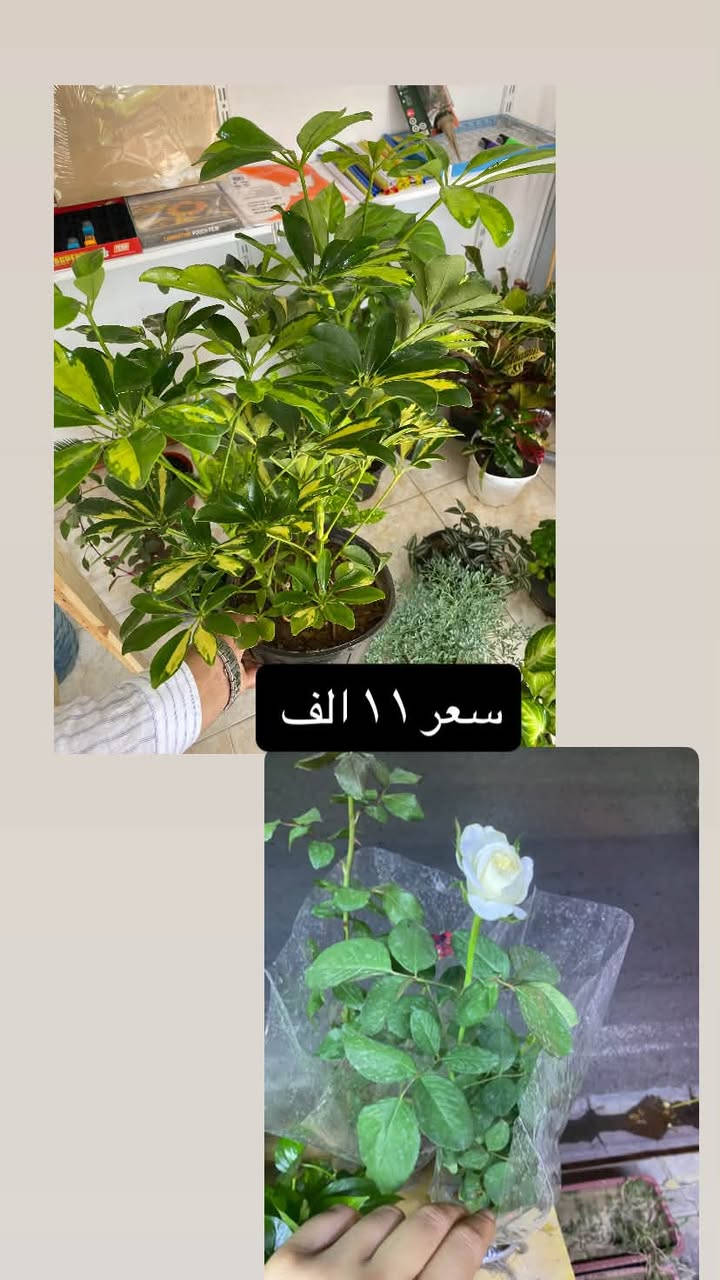بلاب • شفليرا • دمعة طفل