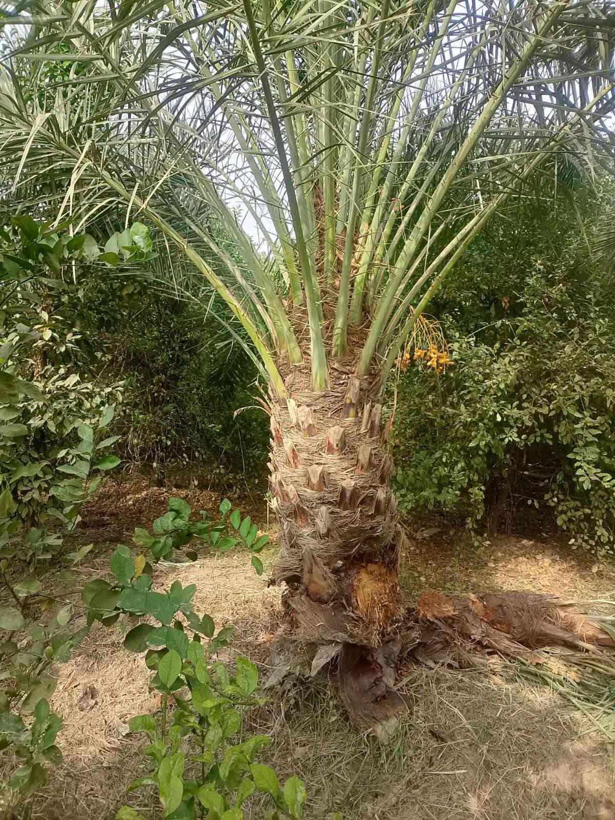 نخل • فسيل وامايات • توصيل محافظات