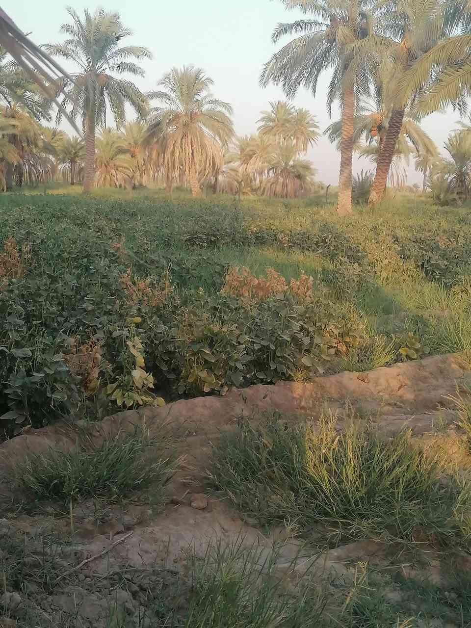 ارض زراعية للبيع عله طريق السنيه الدوانيه مدخل السنيه اول جسر وطب بل فرع التبليط ملأت الساده الرحمن وجهيته ع التبليط الفرعي ٤٥ متر ركن صاير شارعين عليه  جنس الاعقار بستان طابو نخل حمال بأنواعه كهرباء وماي اساله وماطور ماي ع الشط إله بس شخص واحد *********** مروس عادي ***********
