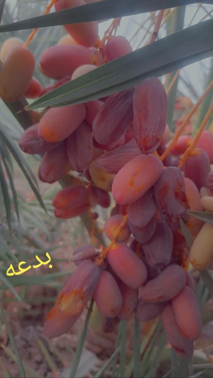 محبي زراعة النخيل يتوفر فساءل للبيع. 
              💫🥇الفدغه أو الفدك 🥇💫
         
العنوان ذي قار سوق الشيوخ تواصل على رقم ***********... 🇮🇶 ابو علي النخيل 
      
         💫مسؤول مزرعة ذي قار💫
🤔يوجد خدمة توصيل لجميع المحافظات 🇮🇶

نص مكتوب في الصور:
- بدعة
- بدعه