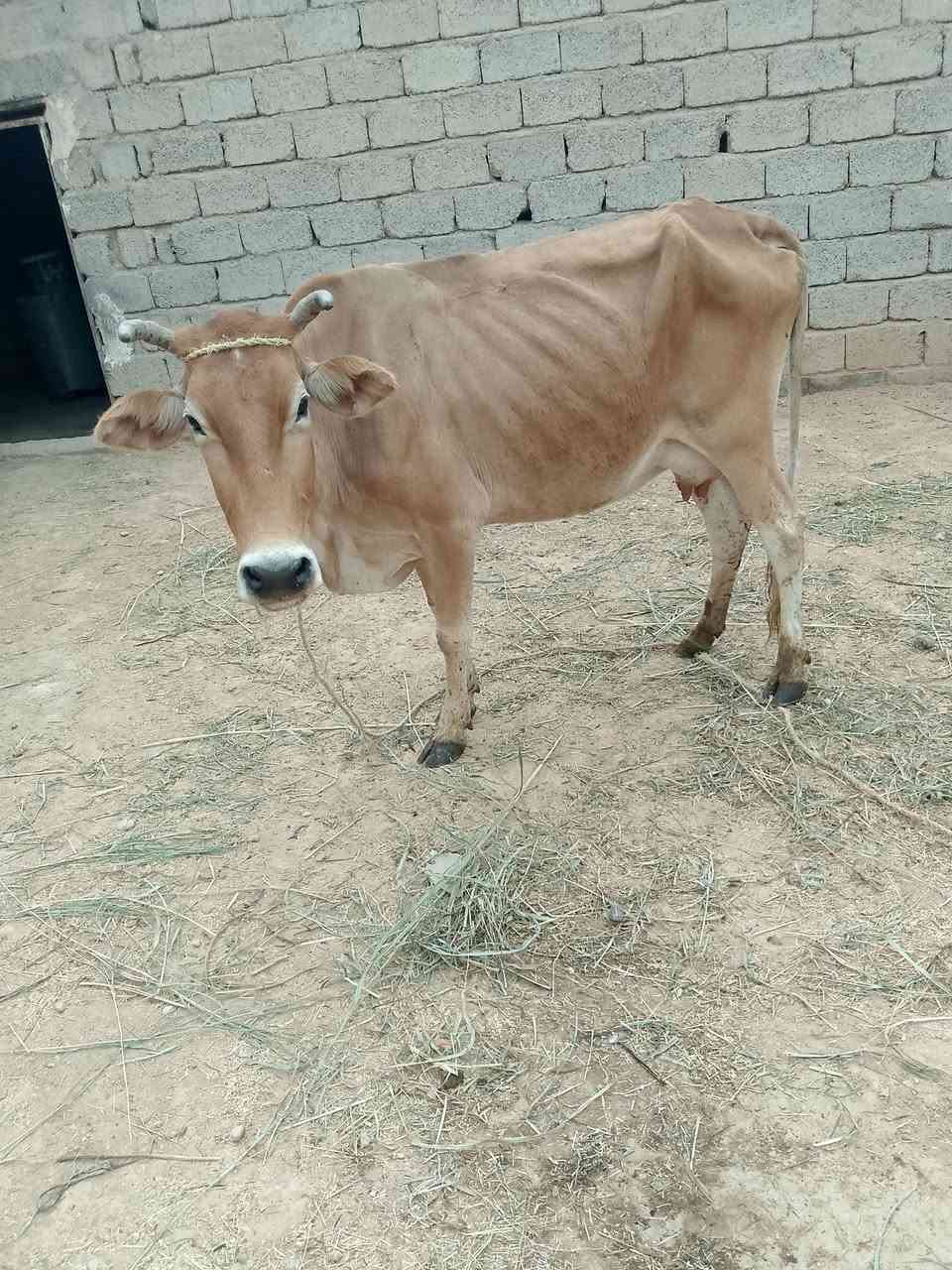 السلام عليكم ورحمه الله وبركاته 

هايشه أعشار  3 اشهر ضمان وتحلب للبيع

ويرهم مراوس بحلال حولي أو حوليه 

السعر 1650 وبي مجال

اتصل ***********
