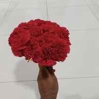 زهرة قرنفل • أحمر داكن • جملة ومفرد