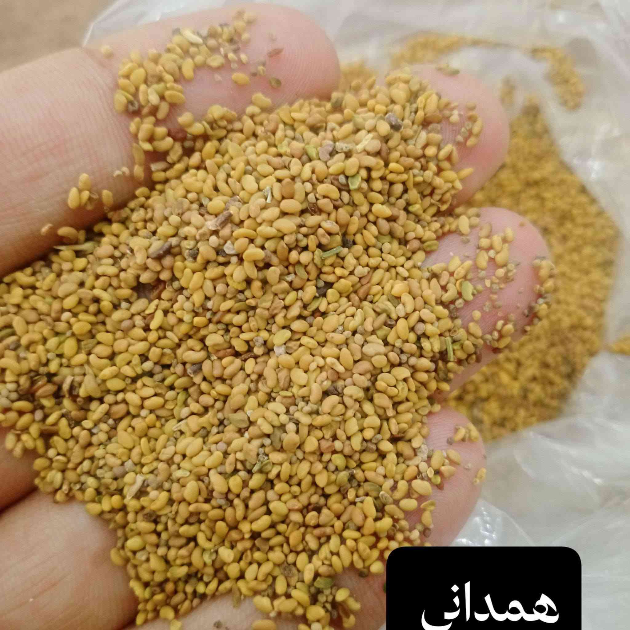 جت همداني • فرنسي • توصيل