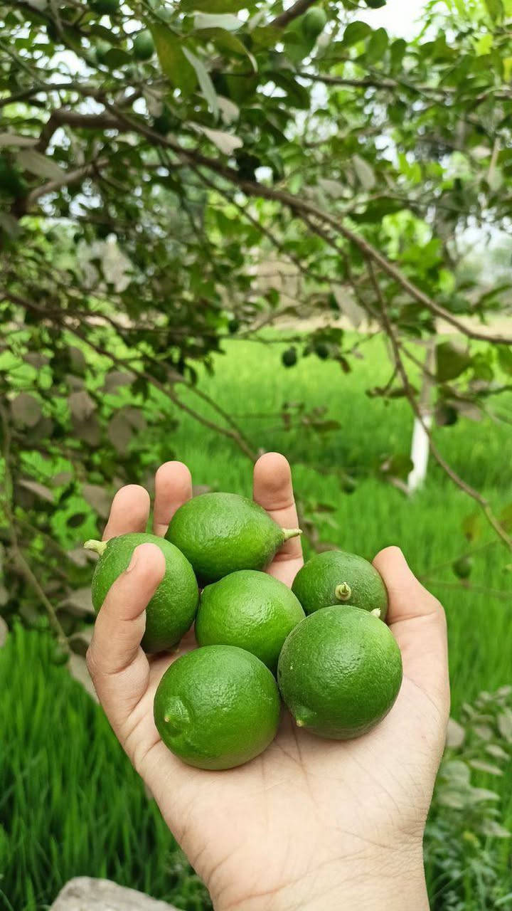 واتساب فقط • توصيل الطارمية • تمر برحي